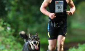 One of Akna K9 Academy runners with a CSv Wolfdog cross also owned by Akna K9 Academy